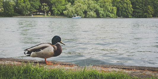 Berlin, You Weird Beautiful Beast: A Love Letter to the City