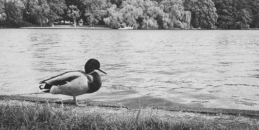 Berlin, You Weird Beautiful Beast: A Love Letter to the City